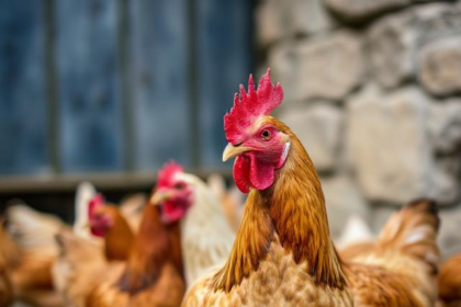 Free Chickens Europe - healthy chicken eating kitchen scraps in a garden, reducing food waste